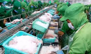 Doanh nghiệp xuất khẩu cá tra-basa Việt Nam vẫn bị áp dụng mức thuế chống bán phá giá rất cao 