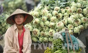 Ngành trồng trọt thông tin về việc rau củ rớt giá phải nhổ bỏ 