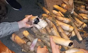 Ngụy trang cất giấu heroin, ma túy tổng hợp trong thân cây măng
