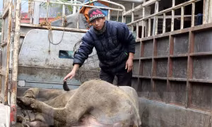 Một số trâu già ở vùng núi cao bị chết vì rét
