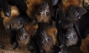 Virus Nipah xuất hiện trở lại tại Ấn Độ, nhiều trường hợp tử vong