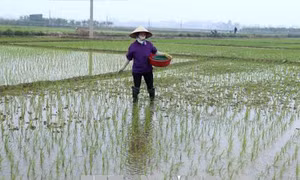 Nông dân khẩn trương xuống đồng gieo cấy vụ Xuân 