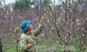 Đào nở sớm ở vựa đào phai nổi tiếng xứ Thanh 