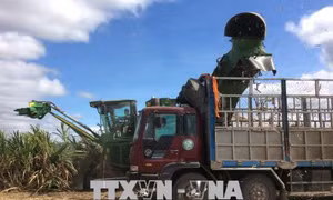 Tây Nguyên loay hoay tìm hướng đi cho cây mía 