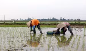 Mùa Xuân trên những cánh đồng 