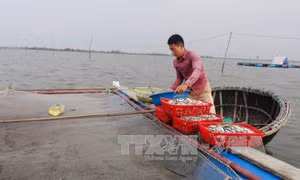 Quảng Trị dành hơn 210 tỷ đồng vốn tín dụng khắc phục sự cố môi trường biển 