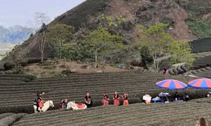 Lên Mộc Châu ngày xuân