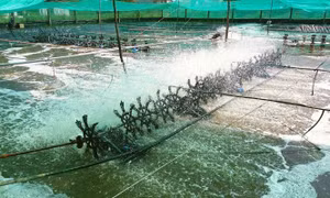 Phấn đấu kim ngạch xuất khẩu tôm tăng trưởng 10,79%/năm