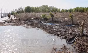 Vụ phá rừng để nuôi sò huyết tại Cà Mau: Đề nghị kiểm điểm Chủ tịch xã Rạch Chèo 