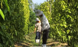 Xuất khẩu hồ tiêu giảm cả về lượng và giá trị 
