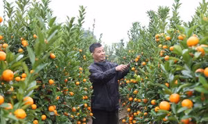 Xuân sang ngập tràn sắc màu vùng đất ven đô
