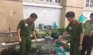 Xử lý triệt để hành vi buôn bán trái phép động vật hoang dã