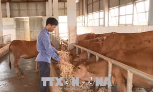 Say mê nghiên cứu giúp đồng bào vùng cao phát triển kinh tế 