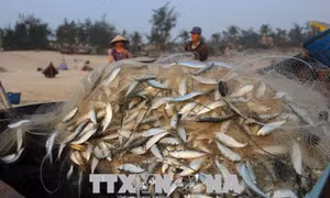 Ngư dân kiếm tiền triệu mỗi ngày nhờ trúng vụ cá trích