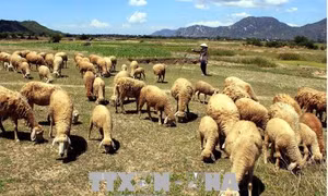 Tìm giải pháp cho 'thủ phủ' chăn nuôi Ninh Thuận