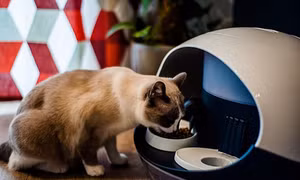 Con người có thể lây cúm gia cầm cho mèo