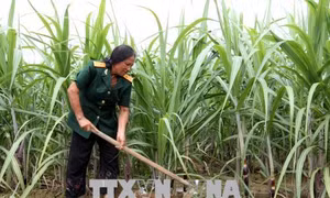  Nữ thương binh vùng biên nỗ lực xoá nghèo 