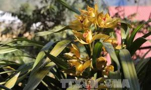 Địa lan Đà Lạt xuống phố đón Tết với giá 'bình dân'