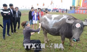 Độc đáo Hội thi vẽ trang trí trâu Lễ hội Tịch điền Đọi Sơn
