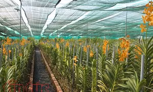 Festival hoa lan 2019 sẽ diễn ra tại Công viên Tao Đàn TP Hồ Chí Minh