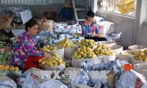 Xoài cát cháy hàng trước Tết 
