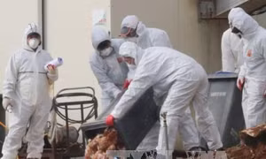 Hàn Quốc xác nhận ổ dịch cúm gia cầm H5N8 