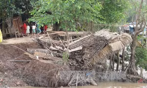 Sóc Trăng: Sạt lở ven sông Hậu nhấn chìm nhà dân 