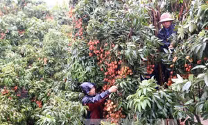 Vải chín sớm giá bán cao, nông dân phấn khởi