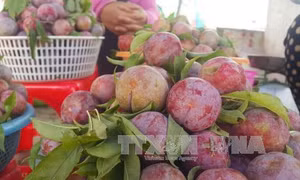 Sức hút du lịch vùng cao Bắc Hà
