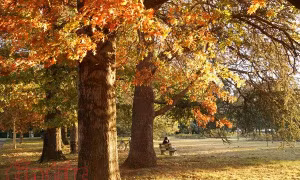 Quyến rũ mùa thu Canberra