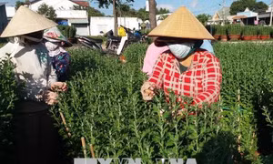 Kỳ vọng một mùa hoa Tết bội thu 