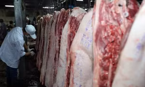 Cho phép lò mổ Xuyên Á hoạt động trở lại sau vụ lợn bị tiêm thuốc an thần