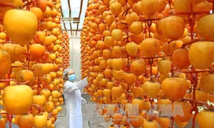 Lâm Đồng có thêm nhãn hiệu 'Hồng Đà Lạt'