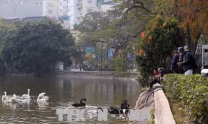 Di chuyển thiên nga khỏi hồ Gươm để đảm bảo không gian văn hóa tâm linh