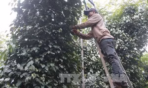 Đắk Lắk 'khát' lao động thu hoạch hồ tiêu