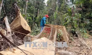 Quảng Nam xử lý nghiêm hai vụ phá rừng tại Đông Giang và Nam Giang 