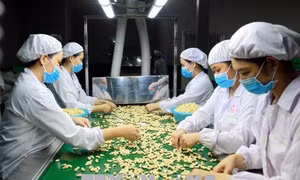 Ngành điều 'cầu cứu' ngân hàng gói tín dụng 800 triệu USD 