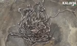 Bàng hoàng phát hiện 100 rắn hổ mang con 'nhung nhúc' trong nhà