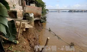Cần sớm khắc phục tình trạng sạt lở nghiêm trọng bờ sông Thao, huyện Tam Nông 