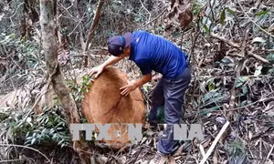 Rừng ở Đăk Tô, Kon Tum lại bị xâm hại 