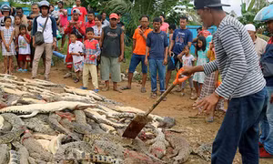Dân làng hùng hổ tàn sát đẫm máu hàng trăm con cá sấu