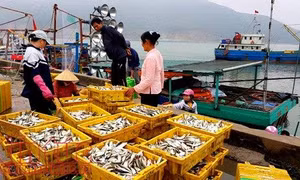 Ngư dân Hà Tĩnh trúng đậm ‘lộc biển’ đầu năm
