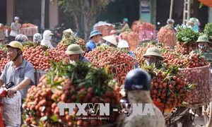 Hải Dương xuất khẩu khoảng 9.500 tấn vải quả