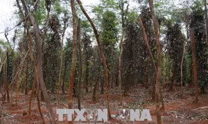 Hàng trăm héc ta hồ tiêu tại Bình Phước bị bệnh chết nhanh