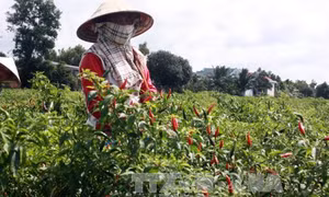 Chuyển đổi đất lúa kém hiệu quả sang trồng cây có giá trị cao