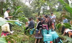 Sức sống mới trên bản Chu Va ở Lai Châu 