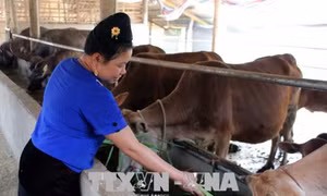 Vượt lên khuyết tật, người phụ nữ Thái làm giàu nhờ chăn nuôi, trồng trọt