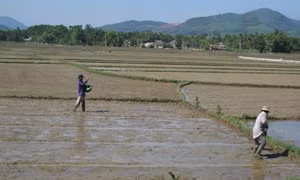 Các địa phương khẩn trương xuống giống vụ lúa Hè Thu 