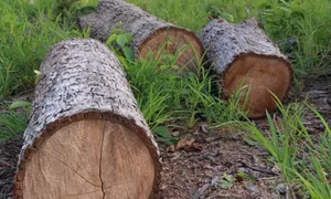 Vụ phá trắng gần 20ha rừng ở Đắk Lắk: Chủ rừng và bảo vệ rừng 'không hề hay biết'