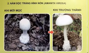 Vụ ngộ độc nấm ở Hà Giang: Người sống sót chưa chắc sẽ hồi phục hoàn toàn